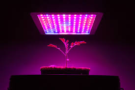 How To Choose The Best Led Grow Light For Your Hydroponic Garden Nosoilsolutions