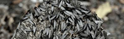 A termite inspection for a va loan may uncover an existing infestation or damage from past infestations. Termites