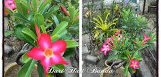 Pokok bunga kemboja cina semakin gemuk dan akar sihat | baja milagro. Pokok Kemboja Cina