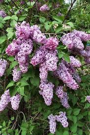 Lilacs Pictures And Images Plants Lilac Bushes Flower Garden