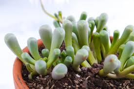How To Grow And Care For Baby Toes Fenestraria Rhopalophylla 5 Steps With Pictures Instructables