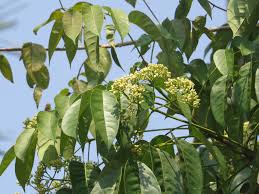 Image result for Trichilia prieuriana