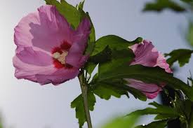 Image result for Hibiscus gwandensis