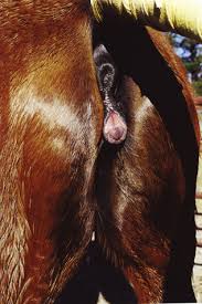 Maybe you would like to learn more about one of these? Behavior Of The Mare Veterian Key
