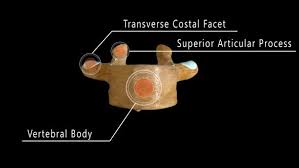 See thoracic spine stock video clips. Thoracic Vertebrae Anatomy Labeled By Madi7779 Videohive