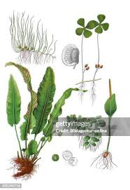 Image result for Marsilea aegyptiaca