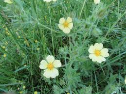 Image result for Potentilla recta
