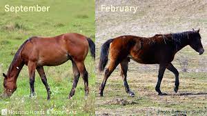 Al Holistic Horse Hoof Care Thermoregulation In Horses In A Cold Time Of Year Revised