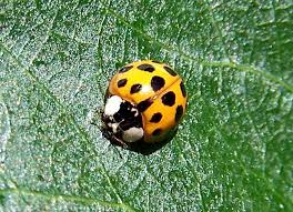 Are Black And Red Ladybugs Poisonous Beneficial Insects Ladybugs Poisonous Ladybugs Ladybug Ladybug Larvae