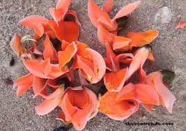 Check spelling or type a new query. Palash The State Flower Of Jharkhand In India Theecotrends