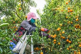 Posts about petik buah di australia written by kerjapetikanggurstrawberryaustralia. Tolong Jangan Datang Australia Nak Kerja Petik Buah Anak Perantau Malaysia Libur