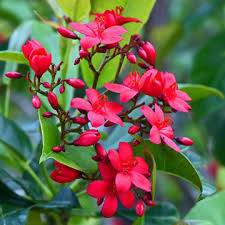 Image result for Jatropha schlechteri