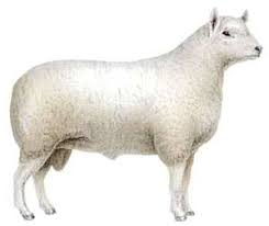 Sheep Characteristics Breeds Facts Britannica