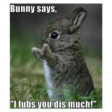 Cute Funny Pictures Images And Photos Liked On Polyvore Featuring Funny Quotes Pictures Backgrounds Words Cute Animals Funny Animals Cute Baby Animals
