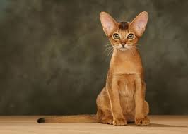 Son Donemlerin En Populer Kedi Turleri Miyhav Com