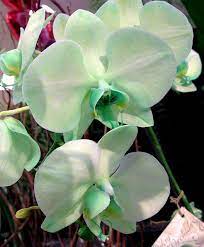 Pin On Orchids