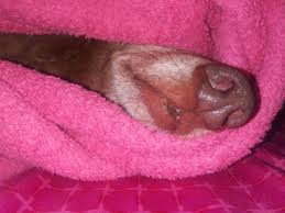 Check spelling or type a new query. Dog Skin Tag Removal Www Macj Com Br