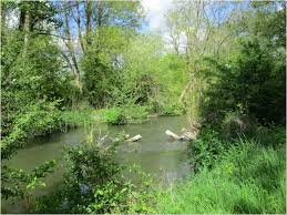 Allowing Space for Nature: Rewilding to Heal the Earth ...