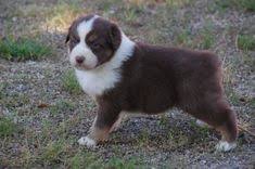 Les Eleveurs De Chiens Et De Chiots De Race S Unissent Pour Chiens De France Chiot Chiot Trop Mignon Chien