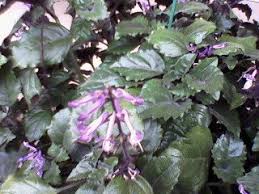 The plant will bloom the most prolifically in he's print but will continue pushing out blossoms in the summer and fall, growing as tall as 15 inches high. Purple Flower With Dark Green Leaves Flowers Forums