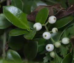 Image result for Psychotria succulenta