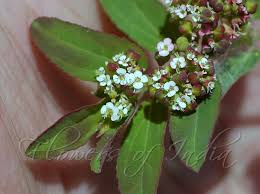 Image result for Euphorbia hypericifolia