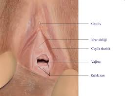 kizlik zari anatomisi izmir karsiyaka kadin dogum merkezi
