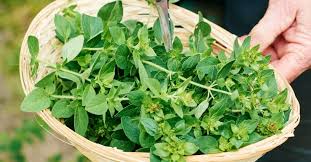True oregano (origanum vulgare) produces foliage for use as a culinary herb. Oregano Health Benefits Uses And Side Effects