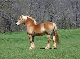 In its variations, the belgian is probably the most popular draft horse today. Datei Belgian Draft Horse2 Jpg Wikipedia