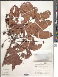 Image result for Pseudospondias