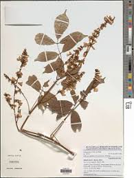 Image result for Millettia eetveldeana