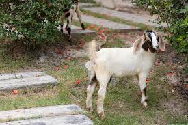 This web page has lots of good photos. 631 Boer Goat Photos Free Royalty Free Stock Photos From Dreamstime