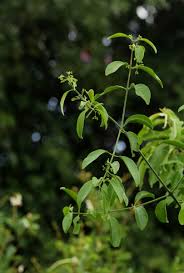 Image result for Hippocratea