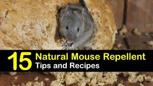 15 brilliant diy mouse repellents
