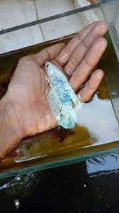Today we add a giant betta fish to our tank! Body Only 7 5 Cm Giant Ikan Cupang Ikan Hewan