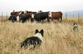 Milford fire contained; ranch lands devastated