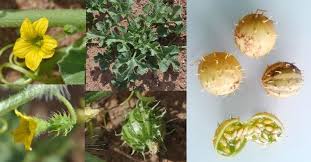 Image result for Cucumis myriocarpus