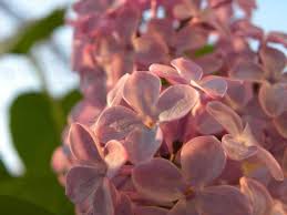 More meanings for الليلك زهرة عطرة (allayluk zahrat eatira). Ù‚ØµØ© Ø²Ù‡Ø±Ø© Ø§Ù„Ù„ÙŠÙ„Ùƒ ÙƒØ±Ù…Ø² Ù„Ù†Ø¨Ù„ Ù…Ø´Ø§ØªÙ„ Ø§Ù„Ø¯Ø¨Ø§Ø³ Ù„Ø§Ø²Ù‡Ø§Ø± ÙˆØ§Ù„Ø­Ø¯Ø§Ø¦Ù‚ ÙÙŠØ³Ø¨ÙˆÙƒ