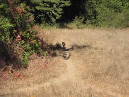 Check spelling or type a new query. Bobcat Trail