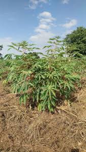 Image result for Manihot