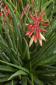 Image result for Aloe buchananii