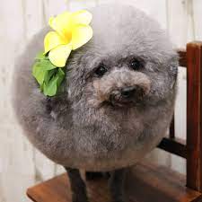 Sign in to check out what your friends, family & interests have been capturing & sharing around the world. Good Morning From Our New Favourite Ig Round Boys The Roundest Animals On The Web Regram Round Boys This Dog Belongs To Y Animals Good Morning Dogs