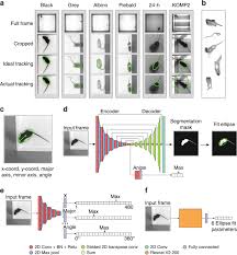 Robust Mouse Tracking In Complex Environments Using Neural Networks Communications Biology
