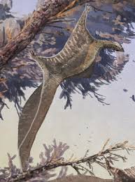 Image result for Hypuronector