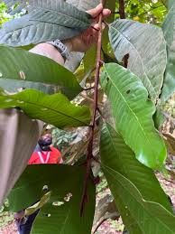 Image result for Englerophytum rwandense