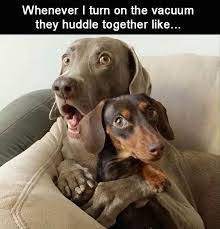 Funny Dog Memes Clean Funny Dog Memes 2019 Dog Meme Face Cute Dog Memes Dog Memes Best Dog Memes Dog Memes Funny Dog Memes Funny Dachshund