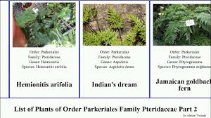 Image result for Pteridaceae