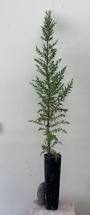Image result for Cupressus macrocarpa