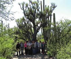 Image result for Rhynchosia zernyi