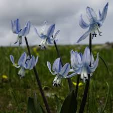 Image result for Scilla benguellensis